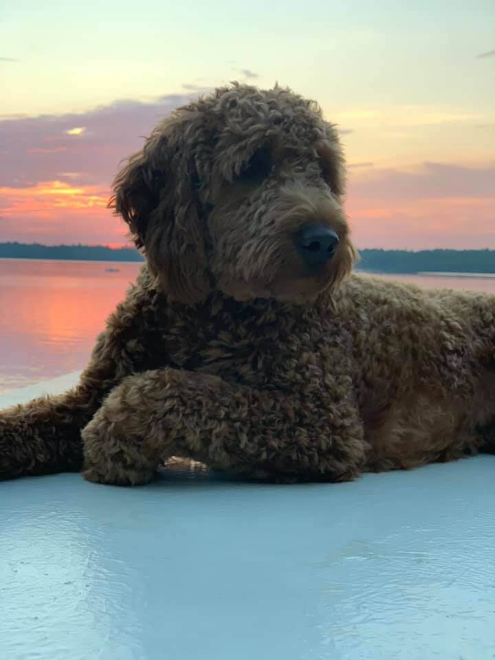 Pickup, Meet Ups, & Flight Nannies Pickup, Meet Ups, & Flight Nannies